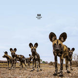 Balthazar - Fever [LP] - Blue