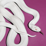 Deftones - Private Music (Indie Exclusive) - White Vinyl [LP]